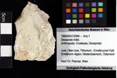 Foto (Objket + Etiketten) von Decapoda indet. 